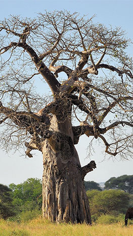 baobab_1