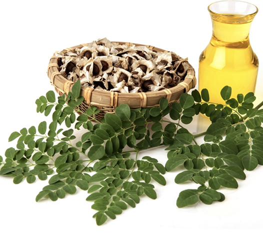 moringa oil 2